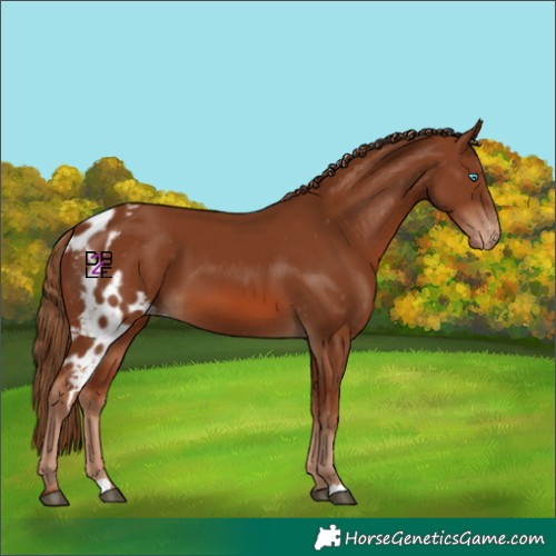 Horse Color:Chestnut Skewed LP Spotted 