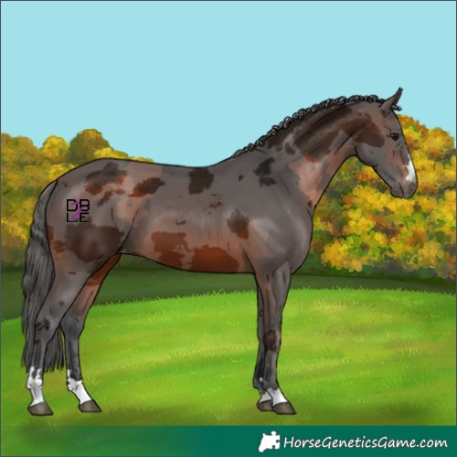 Horse Color:Gray Bay Merle Skewed Appaloosa 