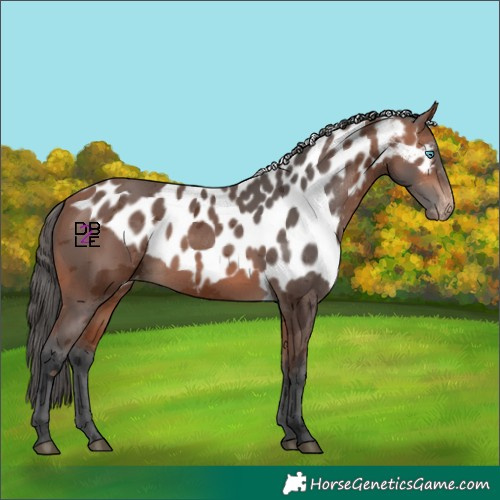 Horse Color:Bay Merle Skewed Appaloosa 