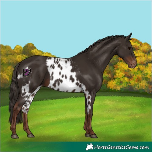 Horse Color:Liver Chestnut Skewed LP Spotted 