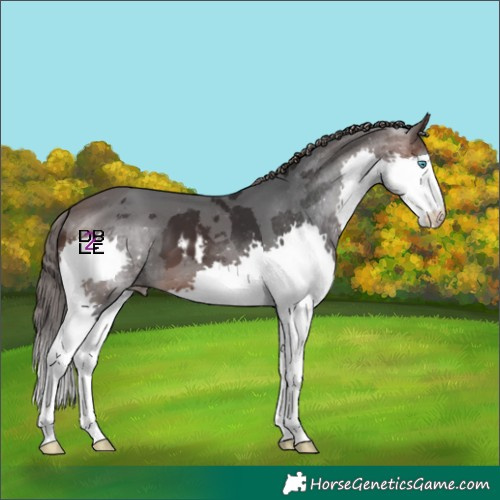 Horse Color:Brown Merle Splash Skewed Appaloosa