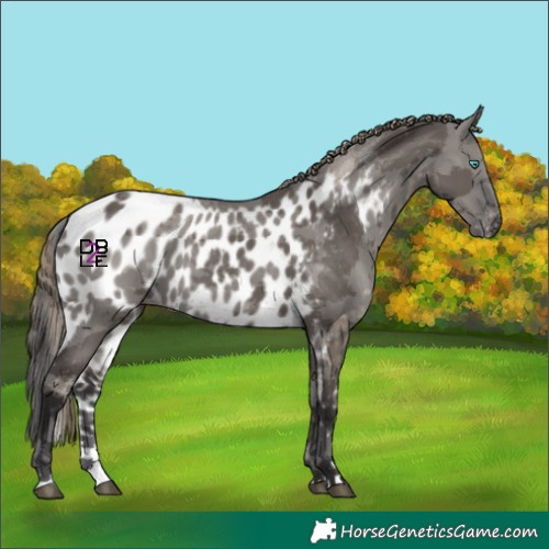 Horse Color:Smoky Grullo Merle Skewed LP Spotted 