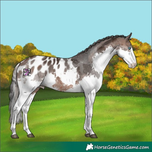 Horse Color:Brown Merle Splash Skewed Appaloosa 