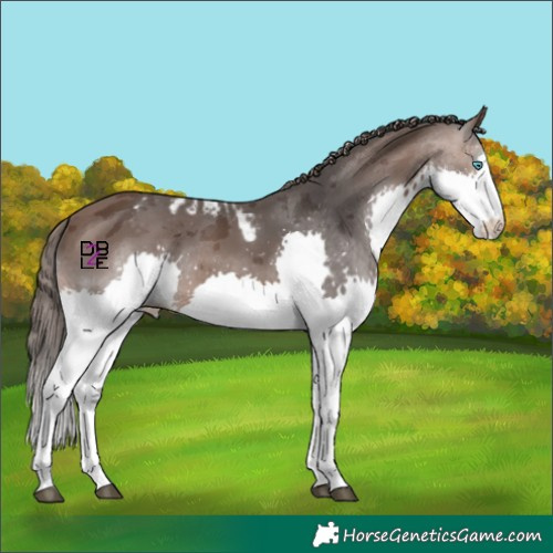 Horse Color:Brown Merle Splash Skewed Appaloosa