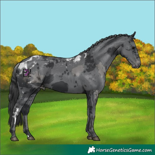 Horse Color:Black Merle Skewed Appaloosa 