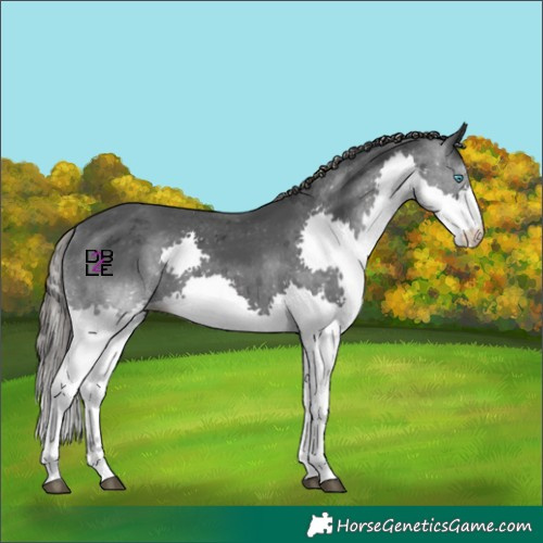 Horse Color:Black Merle Splash Skewed Appaloosa 