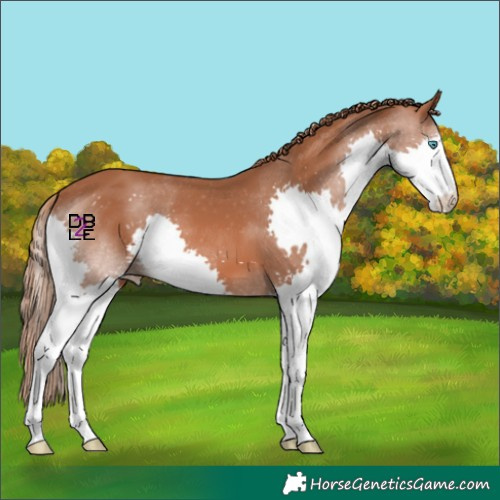 Horse Color:Chestnut Splash Skewed Appaloosa