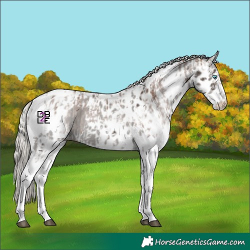 Horse Color:Silver Black Merle Splash Tobiano Skewed Appaloosa  and Silver Black Merle Skewed Appaloosa 