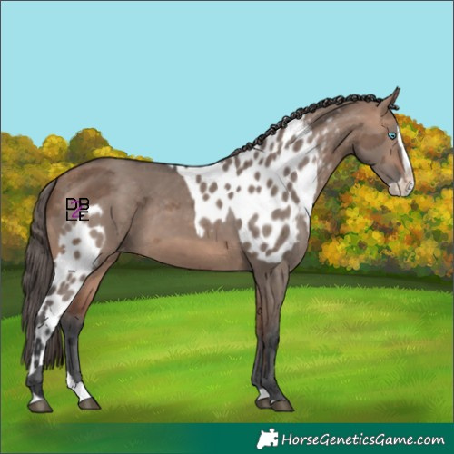 Horse Color:Bay Dun Merle Splash Skewed Appaloosa 
