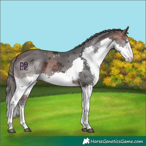 Horse Color:Brown Merle Splash Skewed Appaloosa 