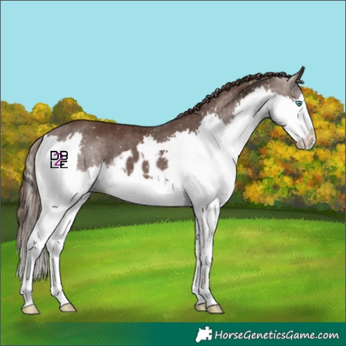 Horse Color:Liver Chestnut Splash Skewed Appaloosa