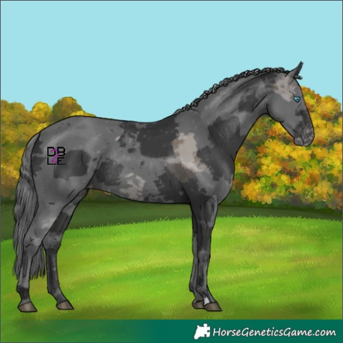 Horse Color:Black Merle Skewed Appaloosa Rabicano 