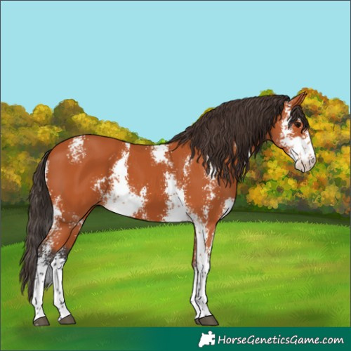 Horse Color:Bay Sabino