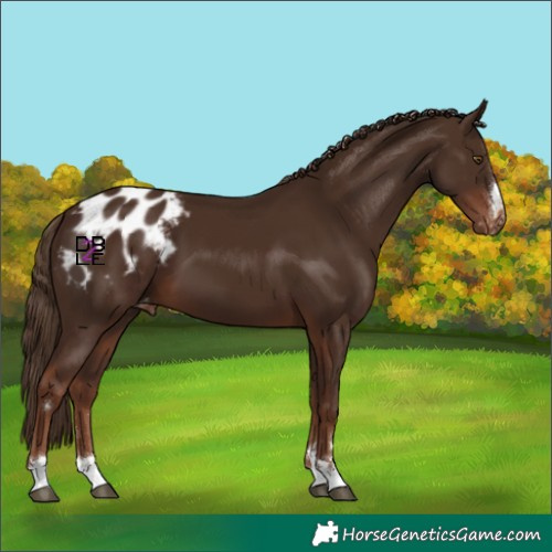 Horse Color:Liver Chestnut Blanket