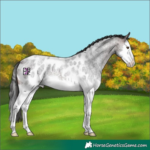 Horse Color:Brown Roan Splash Near Leopard 