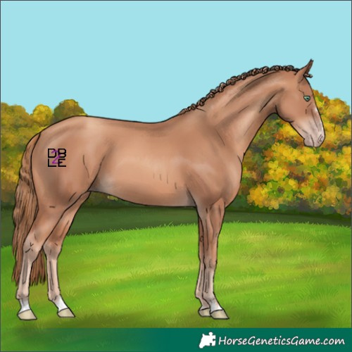 Horse Color:Gold Champagne 