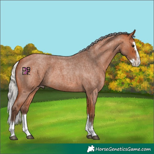 Horse Color:Silver Bay Roan Splash