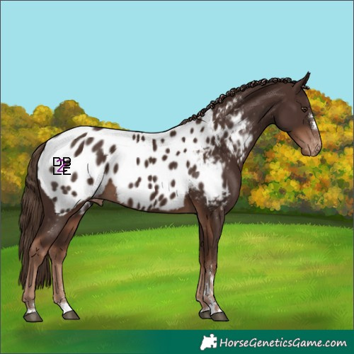 Horse Color:Liver Chestnut Near Leopard