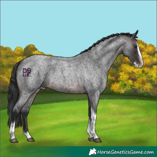 Horse Color:Brown Roan Splash Tobiano