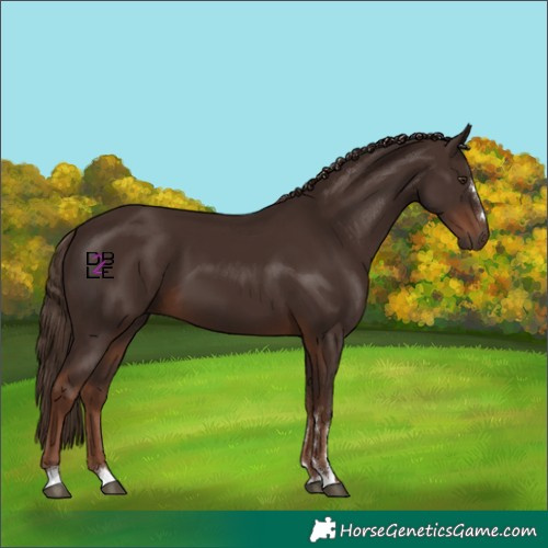 Horse Color:Liver Chestnut 