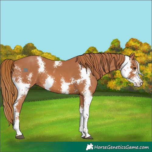 Horse Color:Chestnut Sabino 