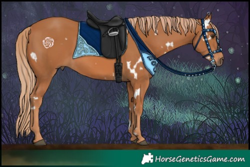 Horse Color:White Spotted Chestnut 