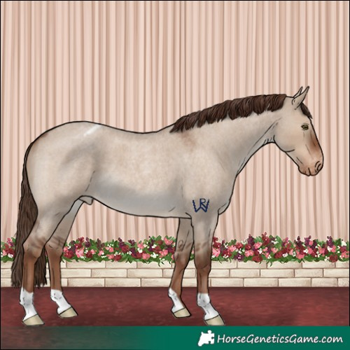 Horse Color:Liver Red Dun Roan Appaloosa