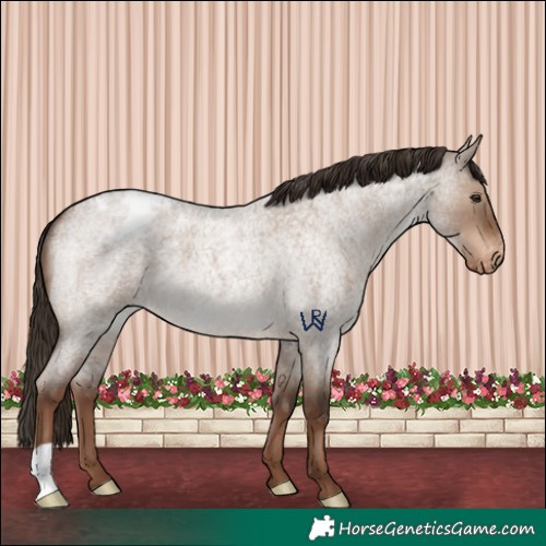 Horse Color:Liver Red Dun Roan Appaloosa 