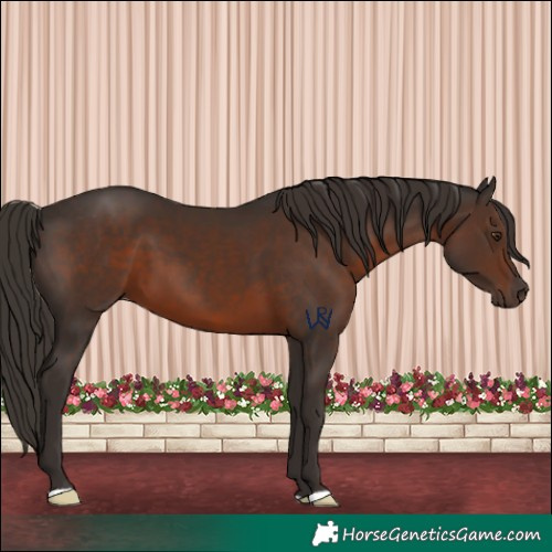 Horse Color:Liver Chestnut 