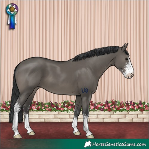 Horse Color:Grullo Sabino