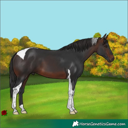 Horse Color:Brown Tobiano