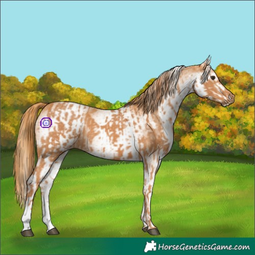 Horse Color:Chestnut  and White Spotted Chestnut 