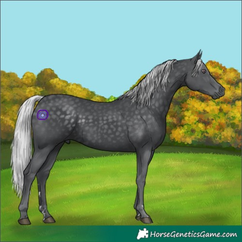 Horse Color:Silver Black Chinchilla