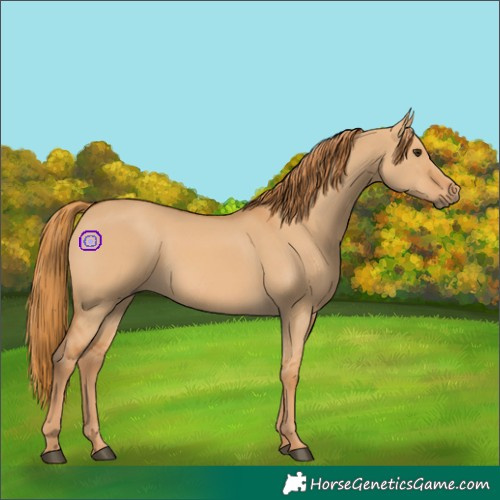 Horse Color:Red Dun
