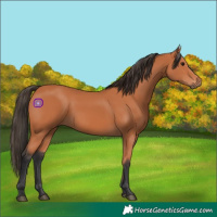Horse Color:Bay 