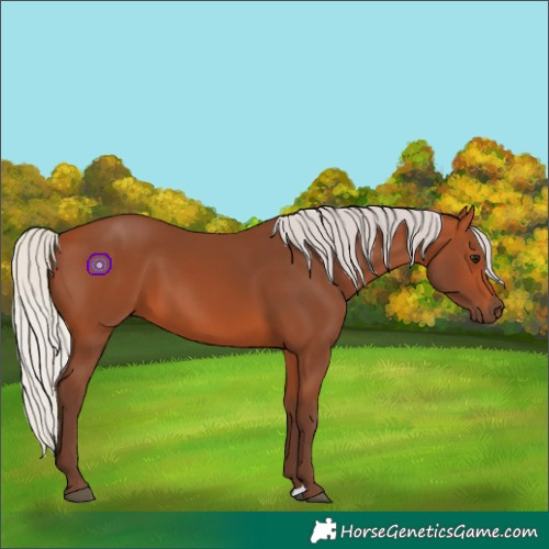 Horse Color:Silver Bay 