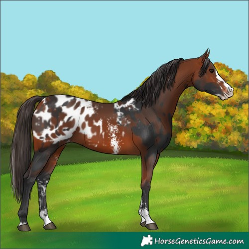 Horse Color:Brown Sabino Splash Appaloosa and Bay Sabino Splash Appaloosa