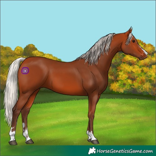 Horse Color:Silver Bay