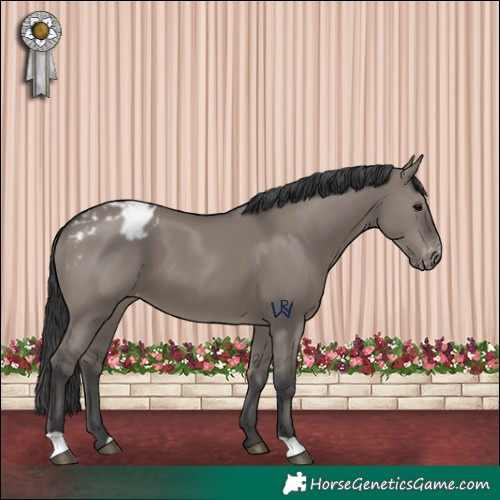 Horse Color:Grullo Appaloosa 