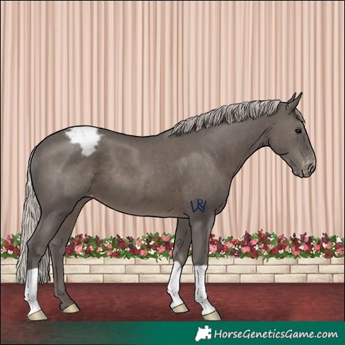 Horse Color:Silver Black Appaloosa 