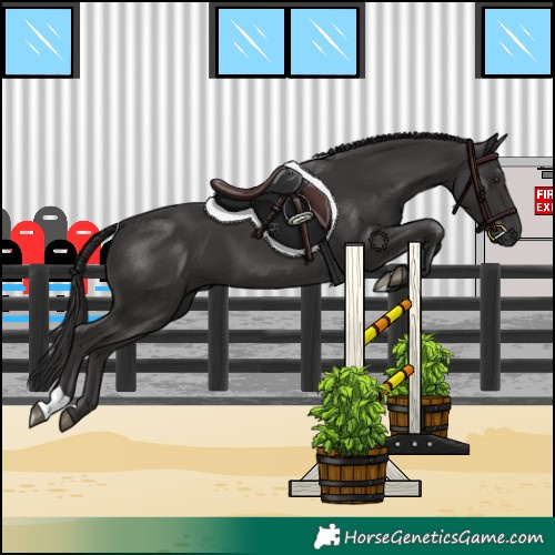 Horse Color:Smoky Black