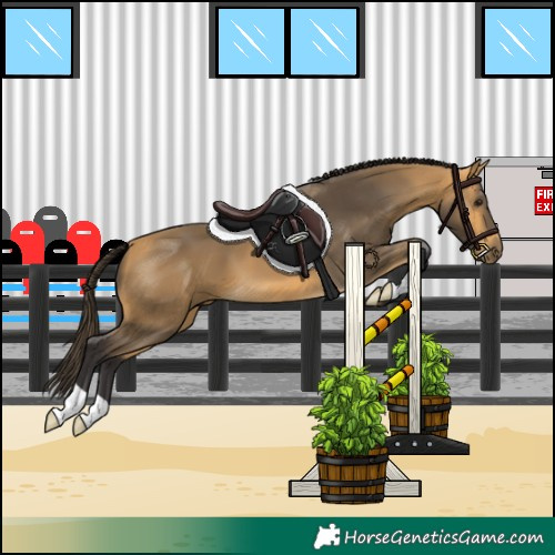 Horse Color:Buckskin 