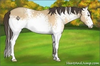 Horse Color:White Spotted Sable Cream Champagne Roan 