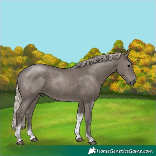 Horse Color:Silver Black Tobiano