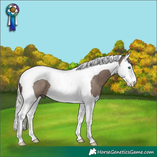 Horse Color:Silver Grullo Splash Tobiano 