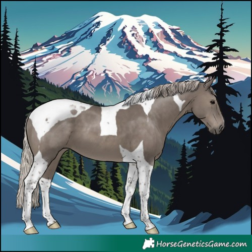 Horse Color:Silver Black Tobiano