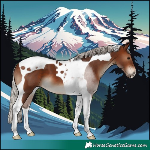 Horse Color:Silver Bay Tobiano 