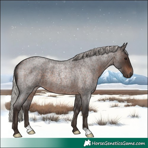 Horse Color:Silver Brown Roan 