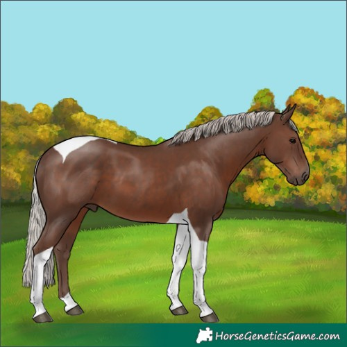 Horse Color:Silver Black Tobiano