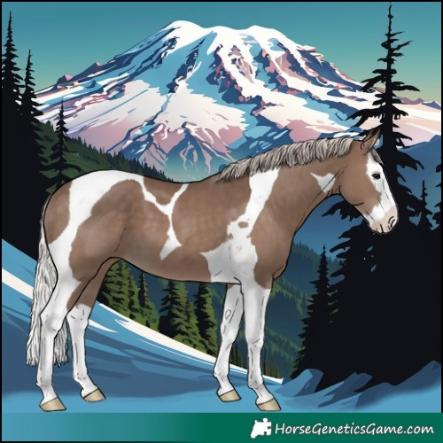 Horse Color:Silver Black Splash Tobiano 